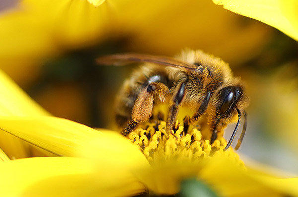 采蜜蜜蜂