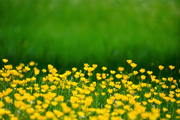 原野黄色的花