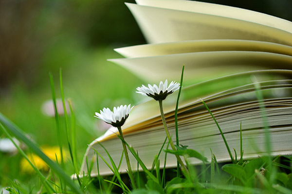 书页和野花