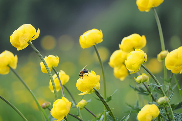 黄花和蜜蜂