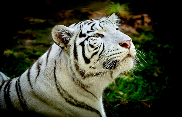 白色的老虎
