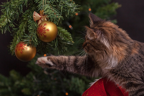 猫和圣诞树