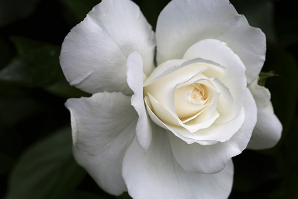 盛开白玫瑰
