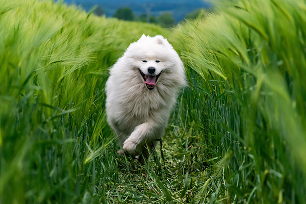 奔跑的宠物狗
