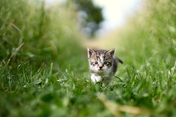 草丛里的猫