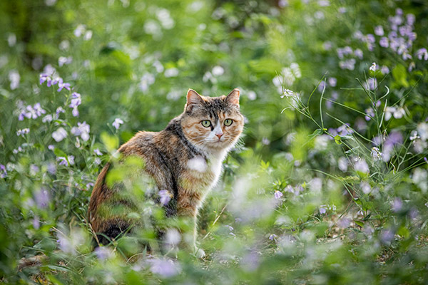 草丛中的猫