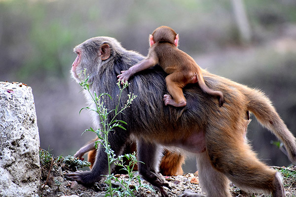 猴宝宝和妈妈