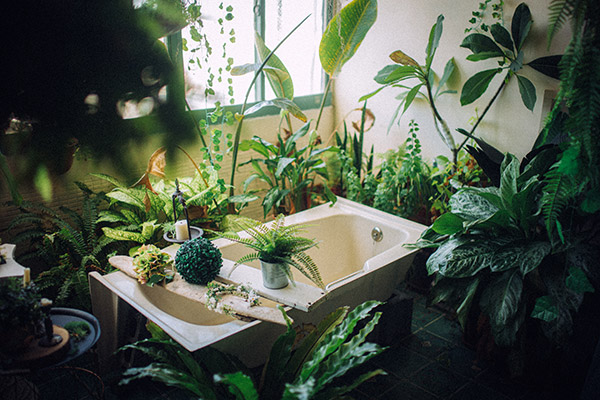 浴室植物
