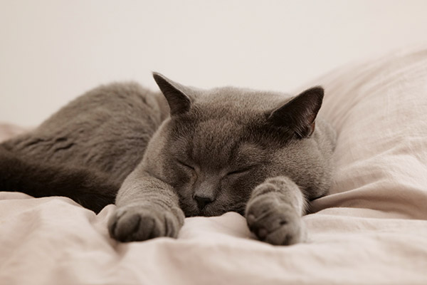睡觉的蓝猫