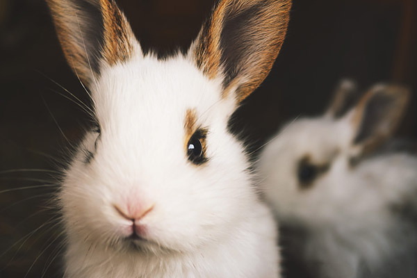 可爱的兔子
