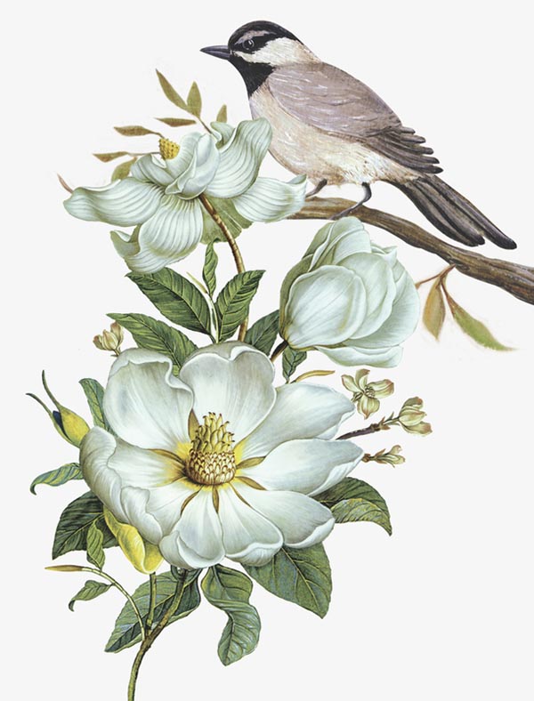 白色花朵与小鸟