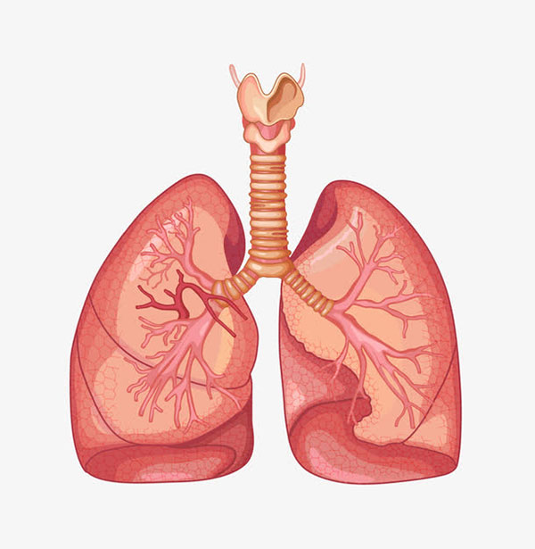 肺部器官图