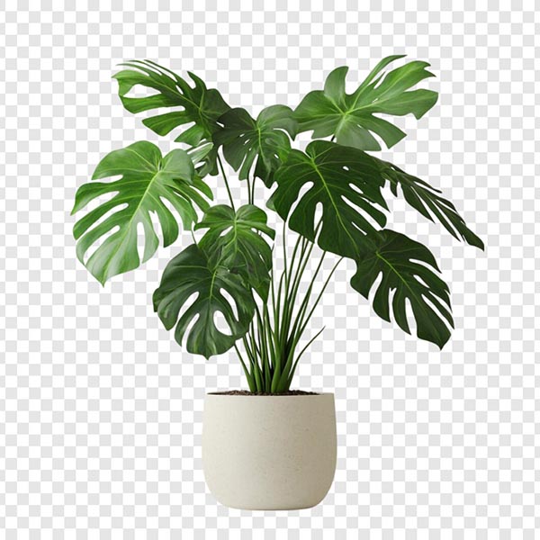 �걳������