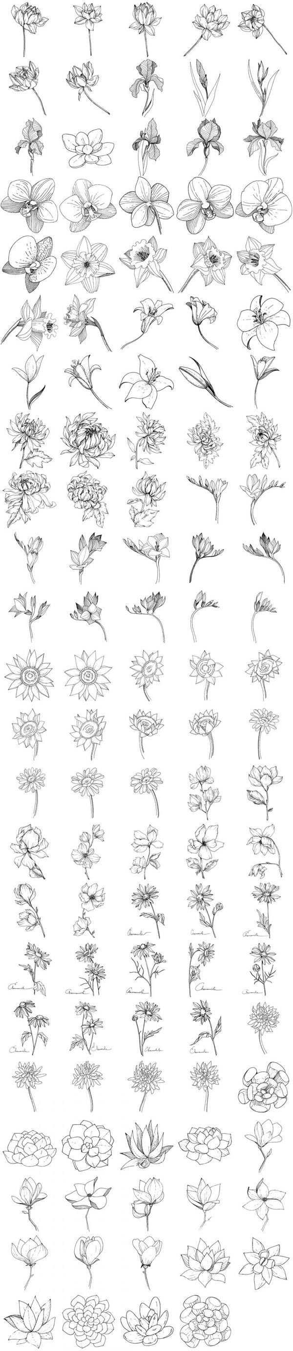 144款植物白描速写矢量素材,植物白描,花朵,叶子,线描,速写,矢量素材