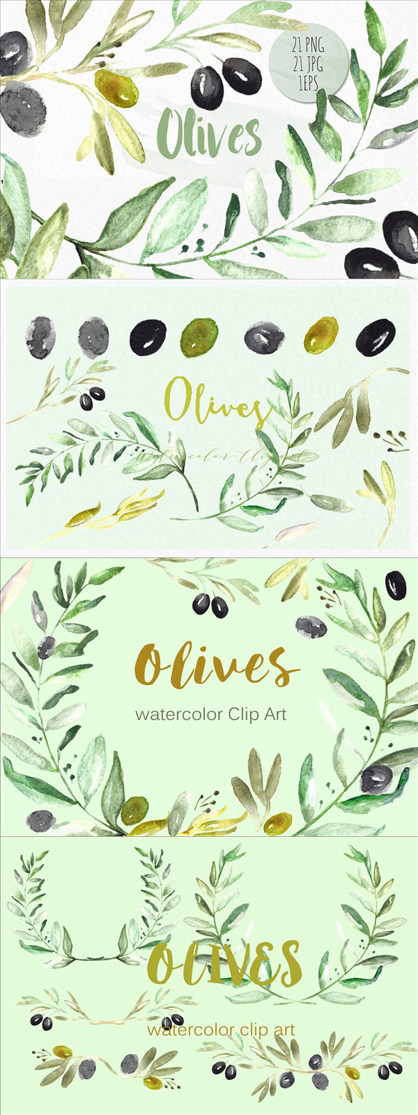 橄榄植物水彩插画