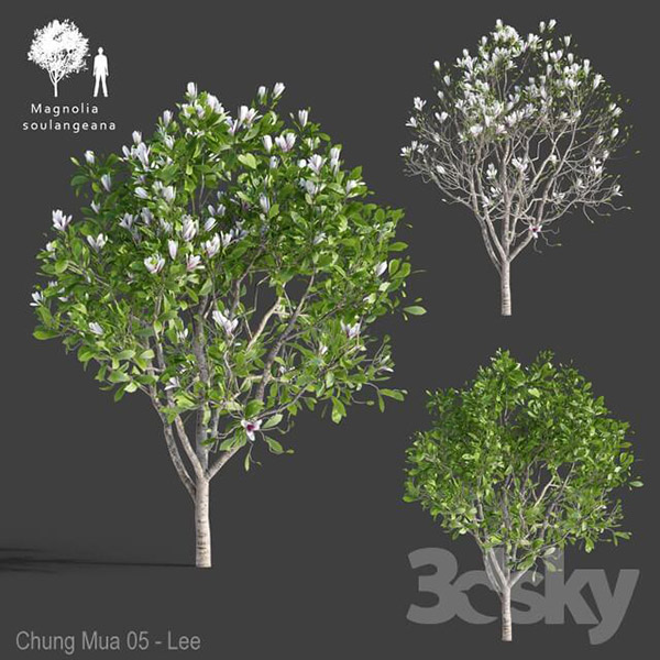 白玉兰树3D模型