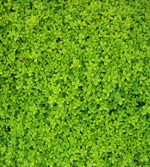 ��ɫ������