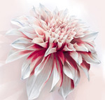 Ψ��������