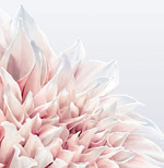 ��ɫ������ʸ��