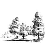 ����������ľ