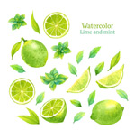 �ֻ���Ҷ������