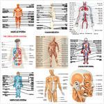 ��������չʾͼ