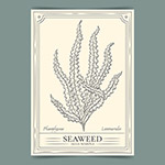 手绘海藻轮廓图