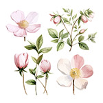 水彩粉色花卉插画