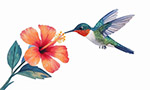 蜂鳥(niǎo)采蜜水彩插畫(huà)
