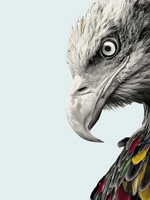 ������ӥͷ