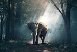 树林里的大象