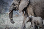 荒野大象小象
