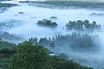 雾气中的树林