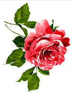 水彩�t色玫瑰花朵