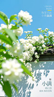 阳光花朵小满节气海报