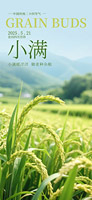 麦穗小满节气手机海报
