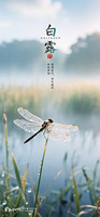 生態(tài)攝影風(fēng)格白露海報(bào)