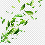 ���еĴ��̲�Ҷ